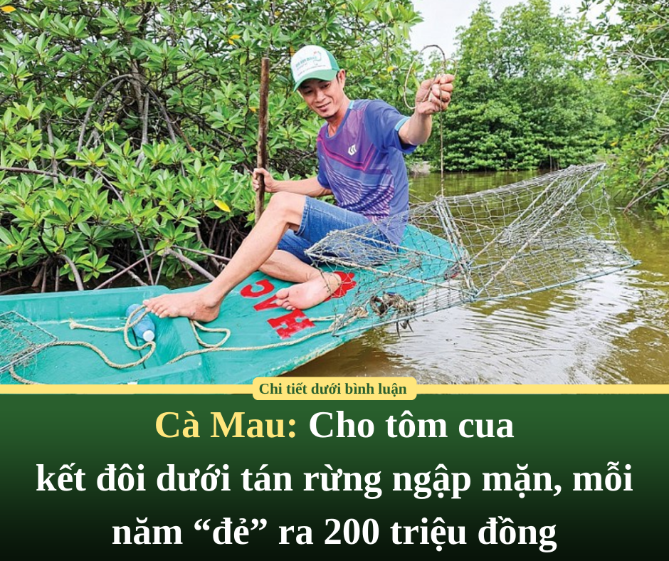 Cà Mau: Cho tôm cua kết đôi dưới tán rừng ngập mặn, mỗi năm “đẻ” ra 200 triệu đồng