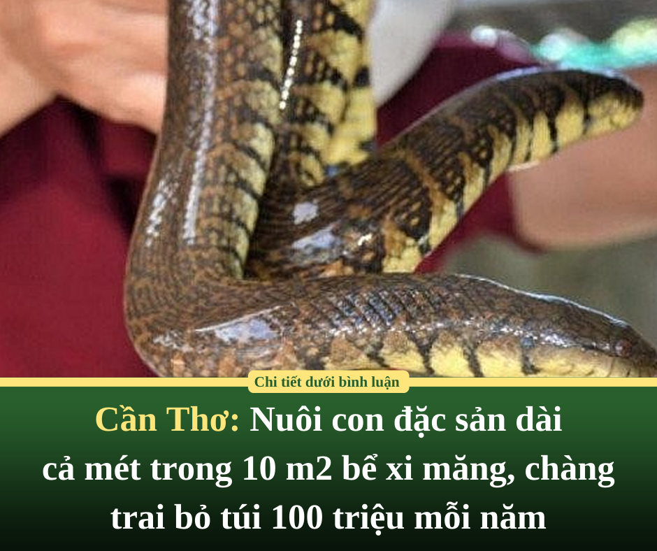 Cần Thơ: Nuôi con đặc sản dài cả mét trong 10 m2 bể xi măng, chàng trai bỏ túi 100 triệu mỗi năm