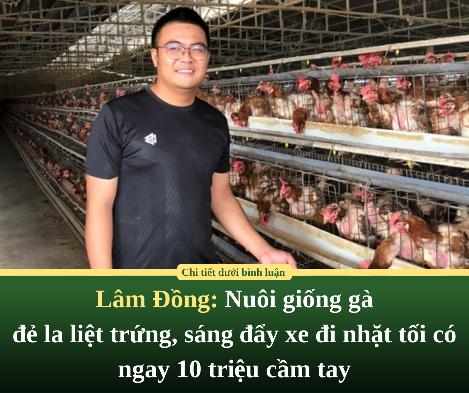 Lâm Đồng: Nuôi giống gà đẻ la liệt trứng, sáng đẩy xe đi nhặt tối có ngay 10 triệu cầm tay