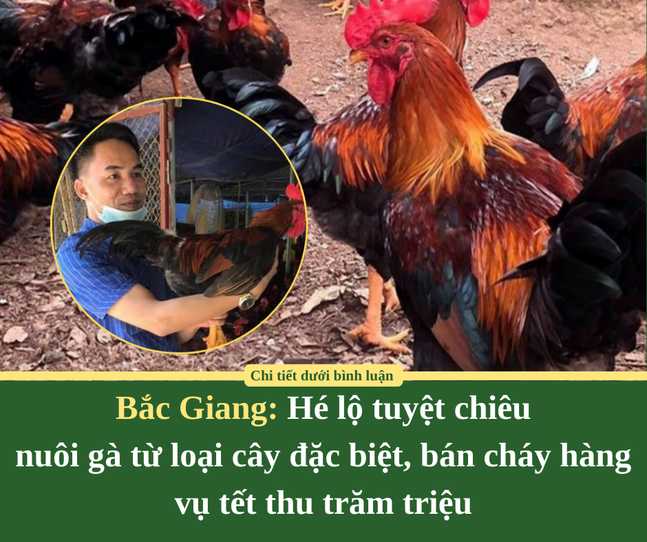 Bắc Giang: Hé lộ tuyệt chiêu nuôi gà từ loại cây đặc biệt, bán cháy hàng vụ tết thu trăm triệu