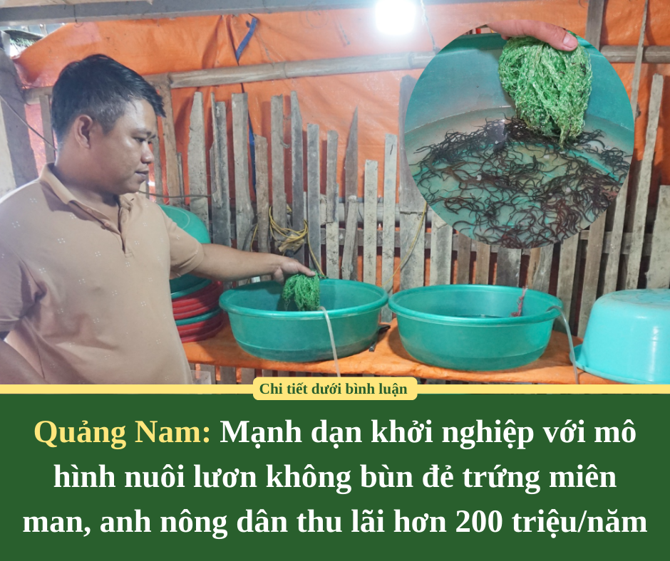 Quảng Nam: Mạnh dạn khởi nghiệp với mô hình nuôi lươn không bùn đẻ trứng miên man, anh nông dân thu lãi hơn 200 triệu/năm