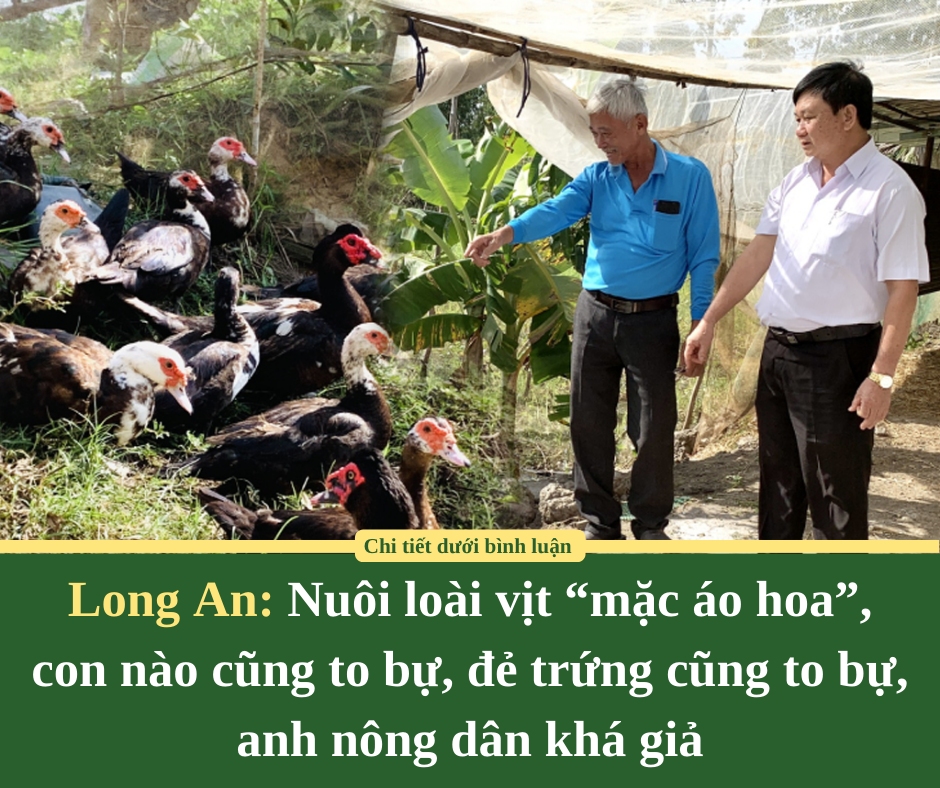 Long An: Nuôi loài vịt “mặc áo hoa”, con nào cũng to bự, đẻ trứng cũng to bự, anh nông dân khá giả