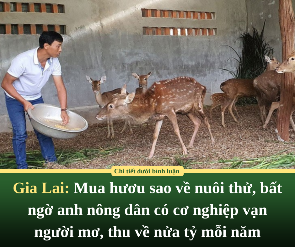 Gia Lai: Mua hươu sao về nuôi thử, bất ngờ anh nông dân có cơ nghiệp vạn người mơ, thu về nửa tỷ mỗi năm