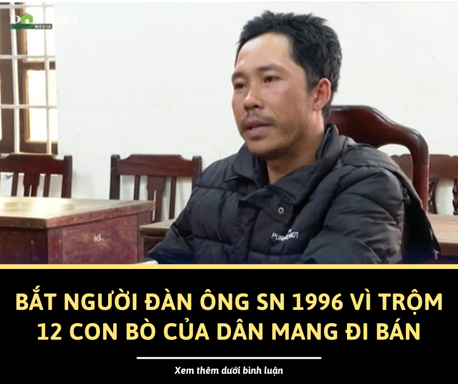 Người đàn ông ăn trộm 12 con bò, lùa đi 10 km