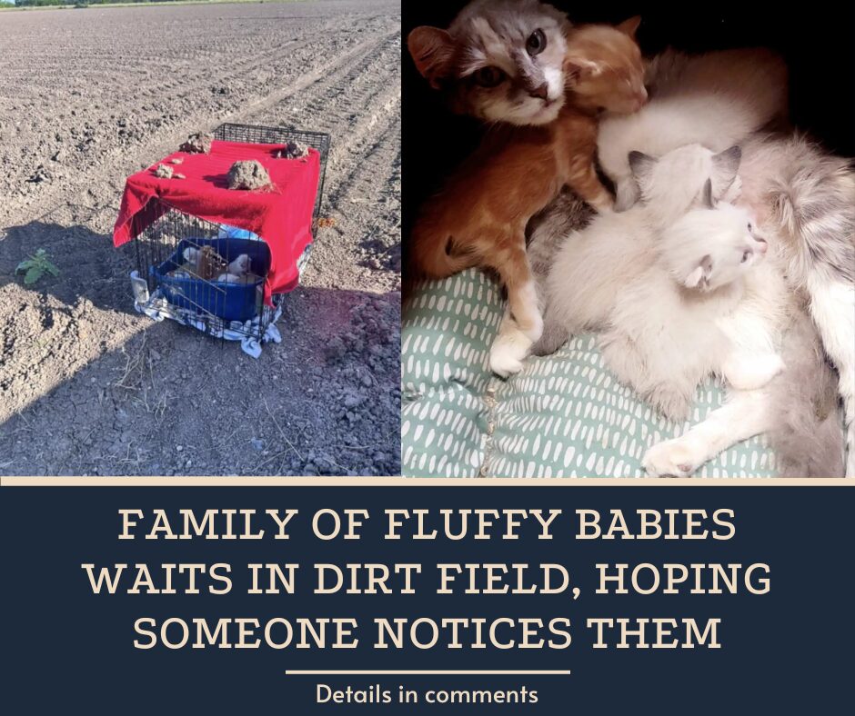 Family Of Fluffy Babies Waits In Dirt Field, Hoping Someone Notices Them