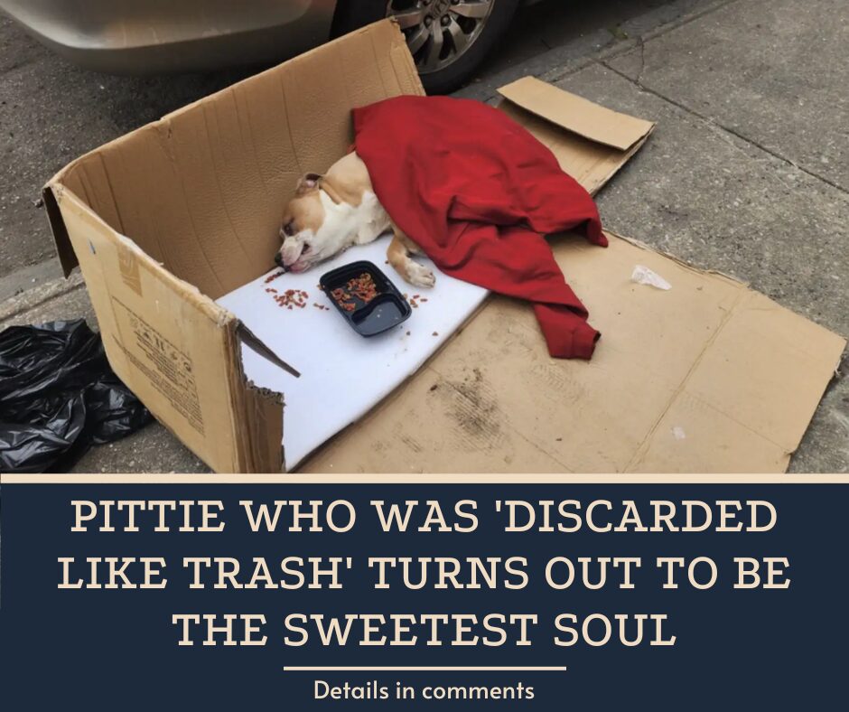 Pittie Who Was ‘Discarded Like Trash’ Turns Out To Be The Sweetest Soul