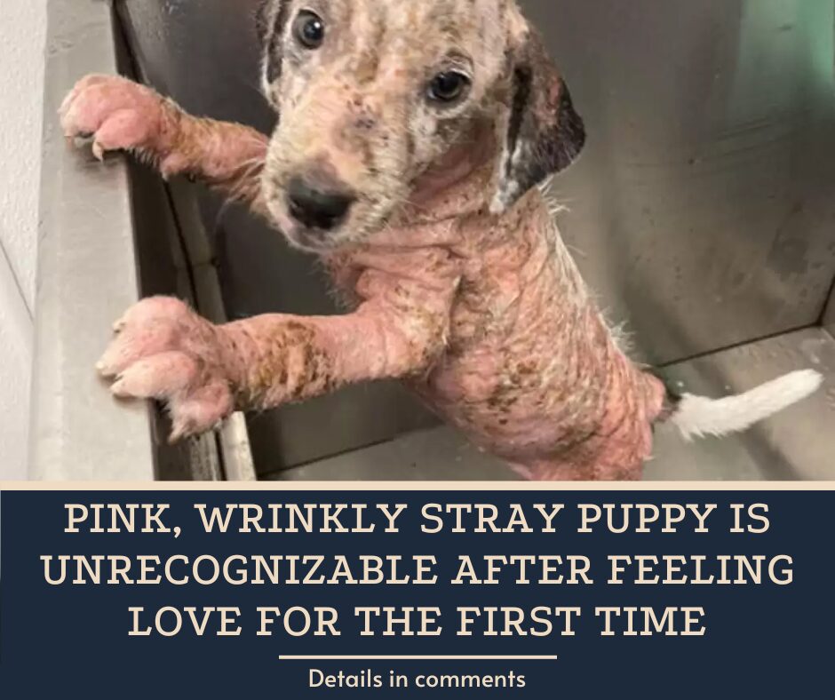 Pink, Wrinkly Stray Puppy Is Unrecognizable After Feeling Love For The First Time