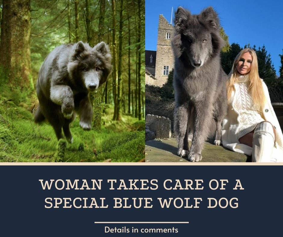 Woman Takes Care Of A Special Blue Wolf Dog, Notes That The Animal Does Not Suit Everyone