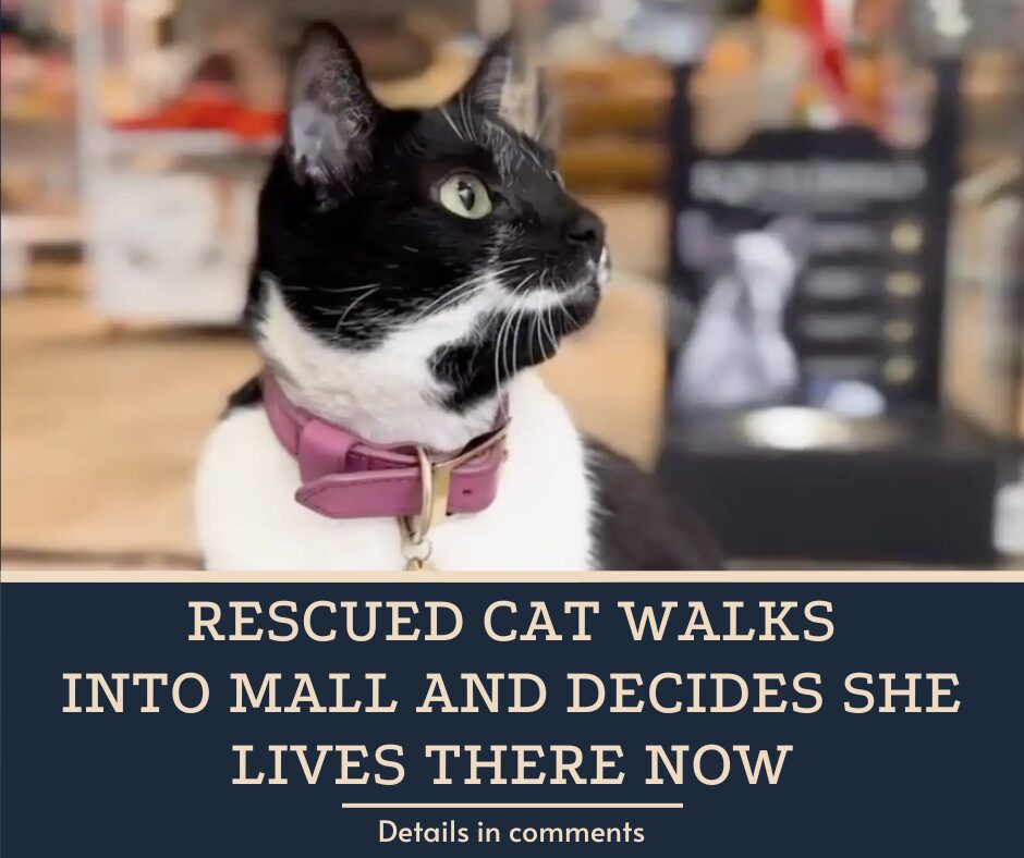 Rescued Cat Walks Into Mall And Decides She Lives There Now