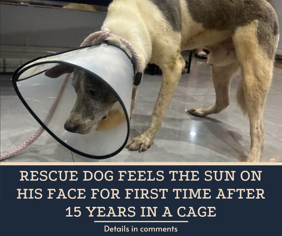 Rescue Dog Feels The Sun On His Face For First Time After 15 Years In A Cage