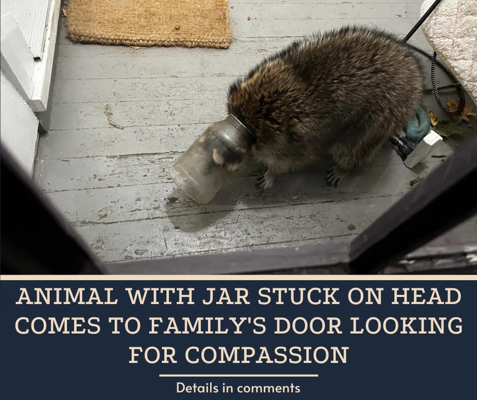 Animal With Jar Stuck On Head Comes To Family’s Door Looking For Compassion