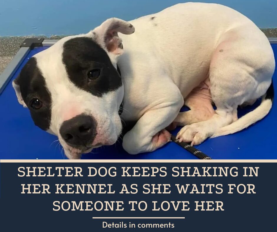 Shelter Dog Keeps Shaking In Her Kennel As She Waits For Someone To Love Her