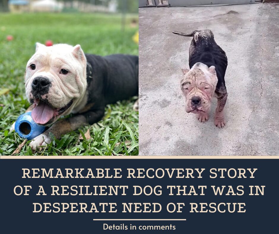 Remarkable Recovery Story Of A Resilient Dog That Was In Desperate Need Of Rescue