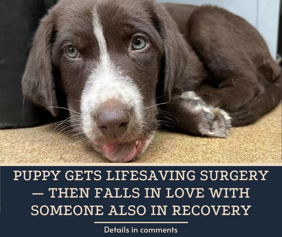 Puppy Gets Lifesaving Surgery — Then Falls In Love With Someone Also In Recovery