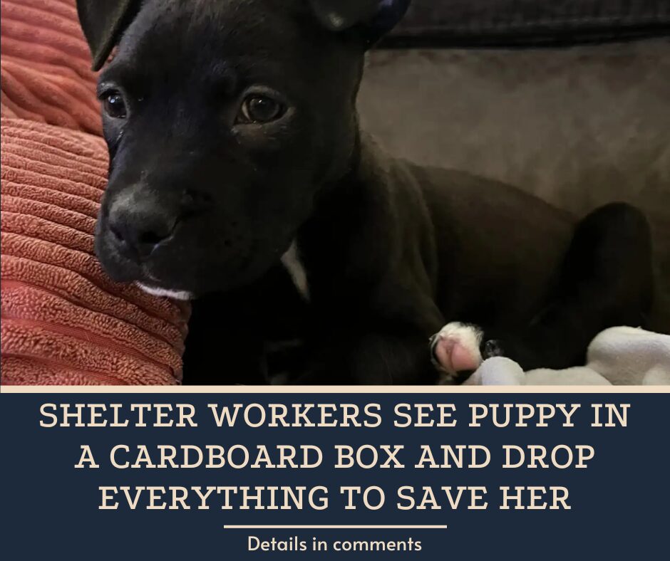 Shelter Workers See Puppy In A Cardboard Box And Drop Everything To Save Her