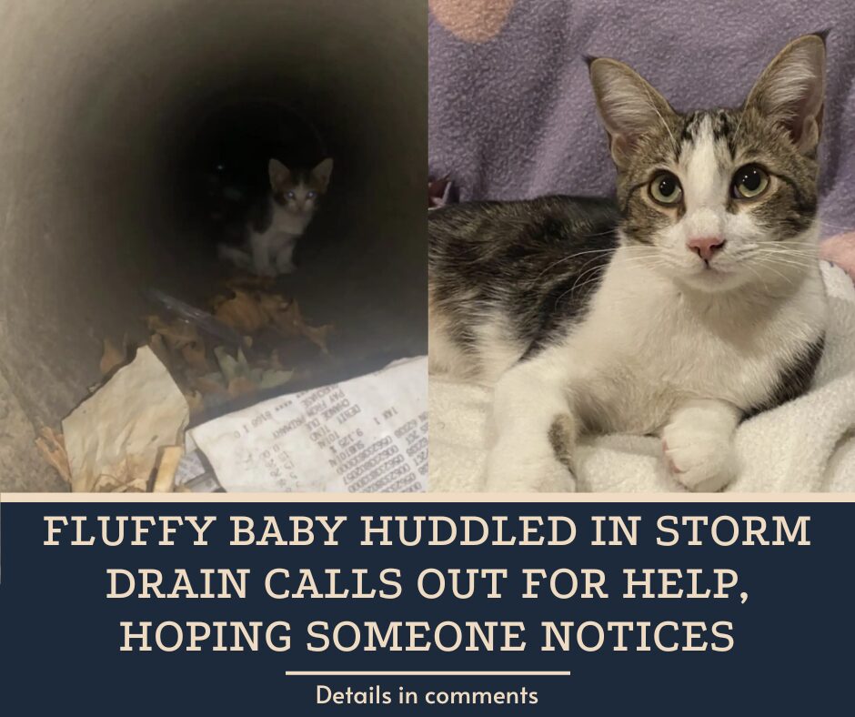 Fluffy Baby Huddled In Storm Drain Calls Out For Help, Hoping Someone Notices