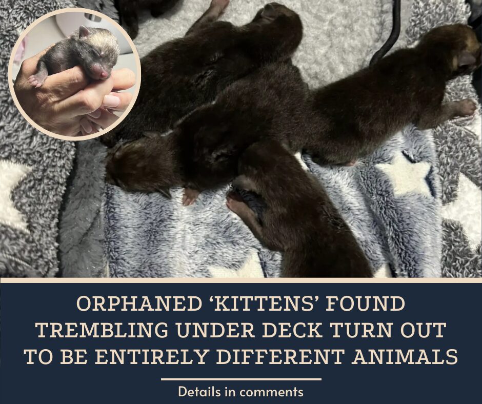 Orphaned ‘Kittens’ Found Trembling Under Deck Turn Out To Be Entirely Different Animals