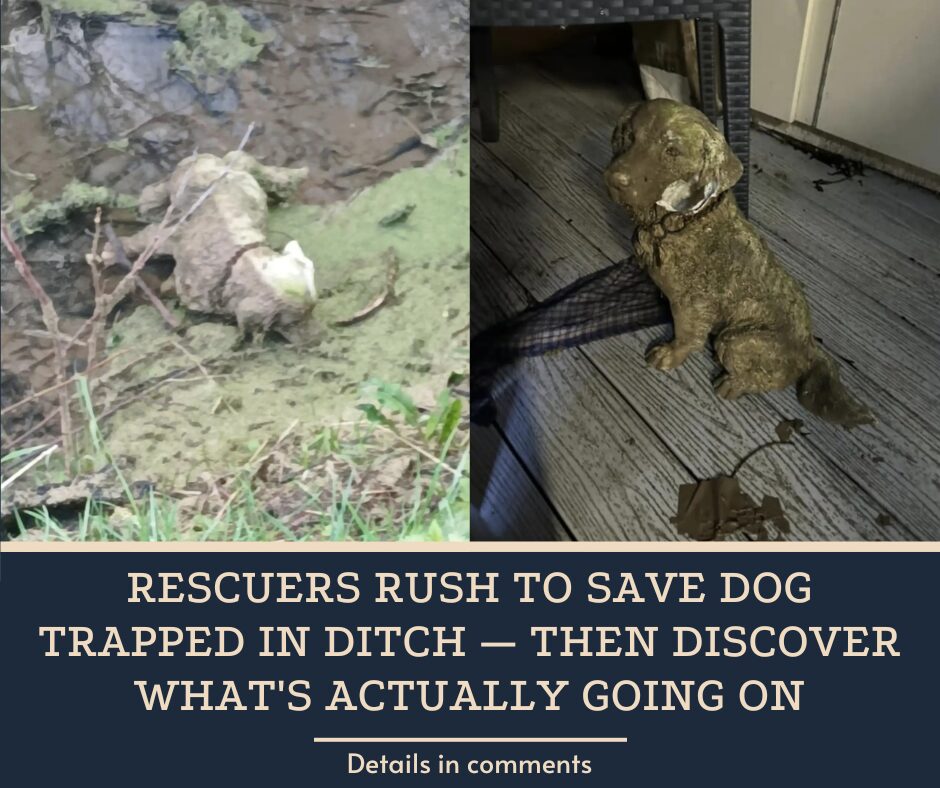 Rescuers Rush To Save Dog Trapped In Ditch — Then Discover What’s Actually Going On