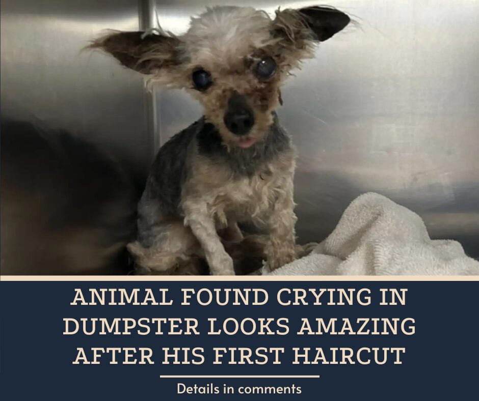 Animal Found Crying In Dumpster Looks Amazing After His First Haircut