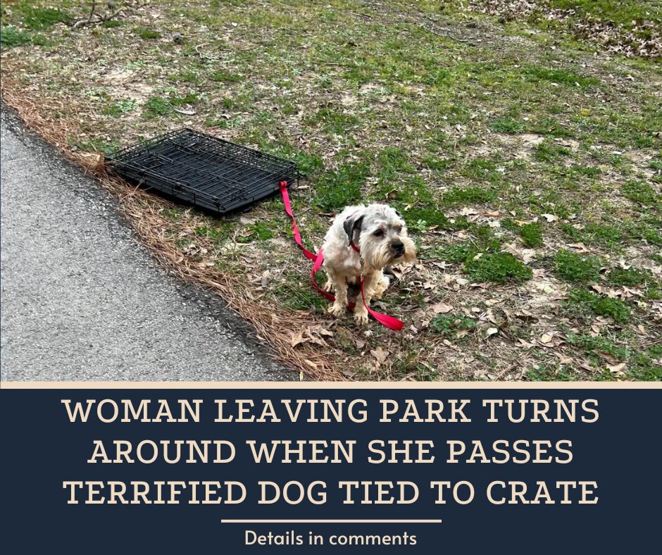 Woman Leaving Park Turns Around When She Passes Terrified Dog Tied To Crate