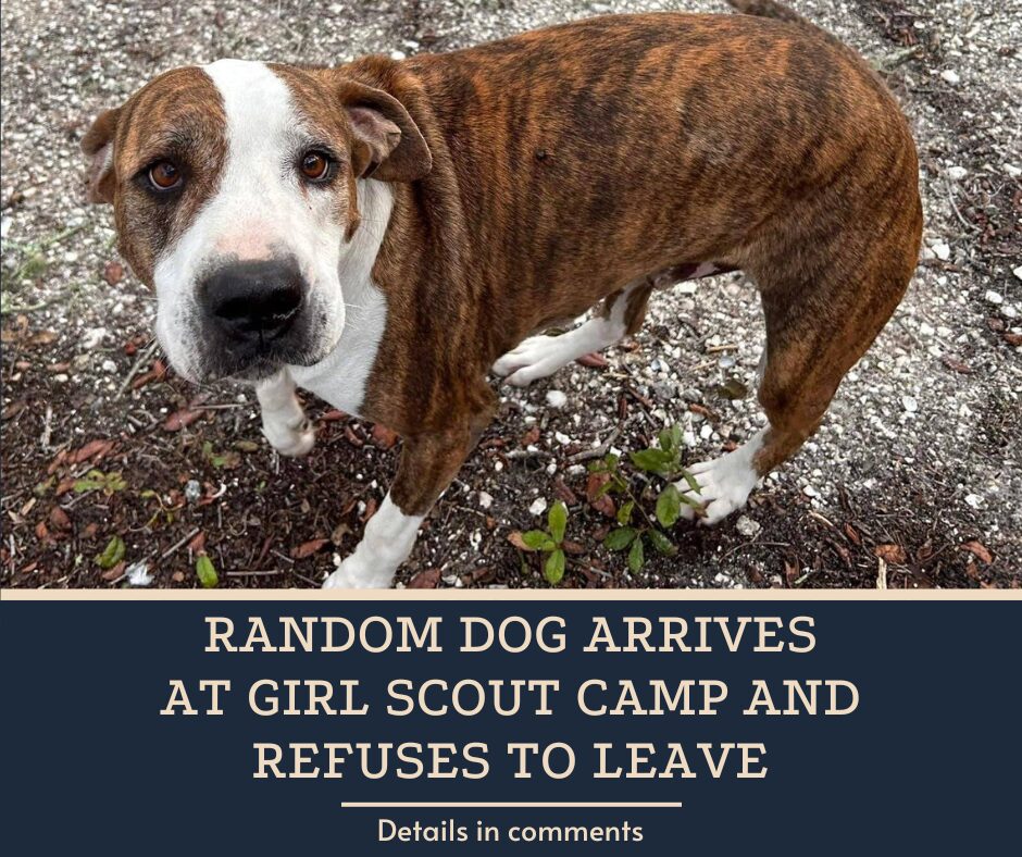 Random Dog Arrives At Girl Scout Camp And Refuses To Leave