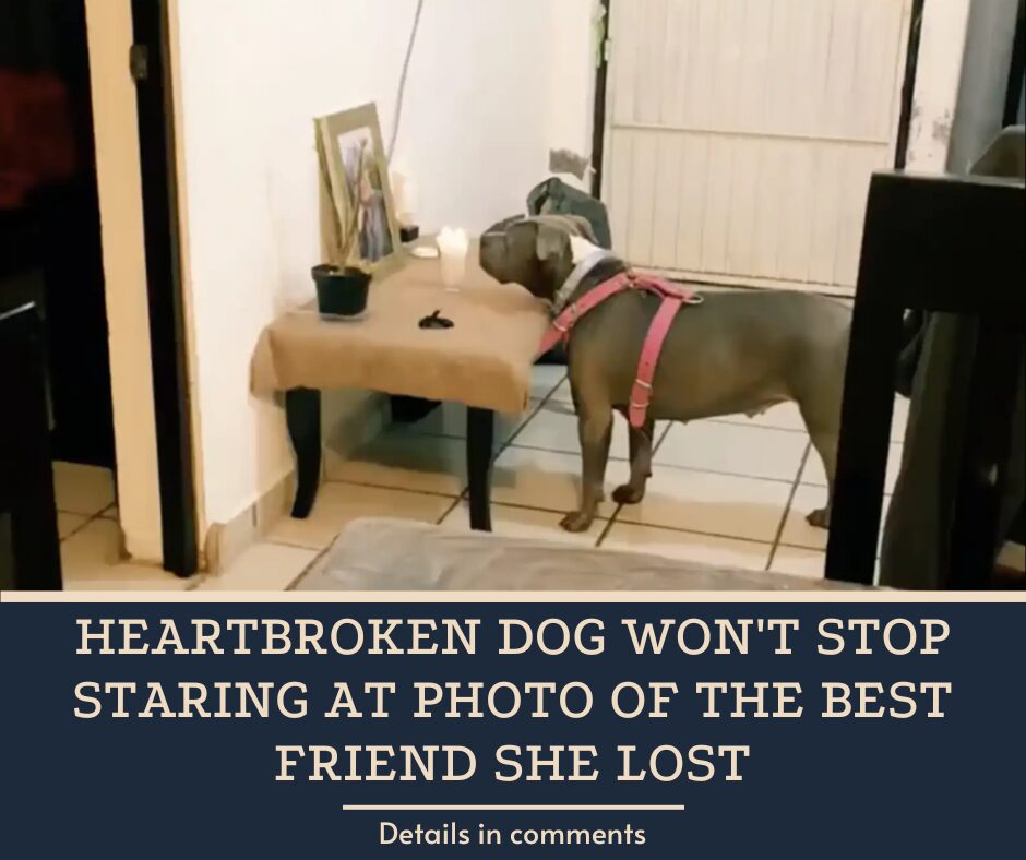 Heartbroken Dog Won’t Stop Staring At Photo Of The Best Friend She Lost