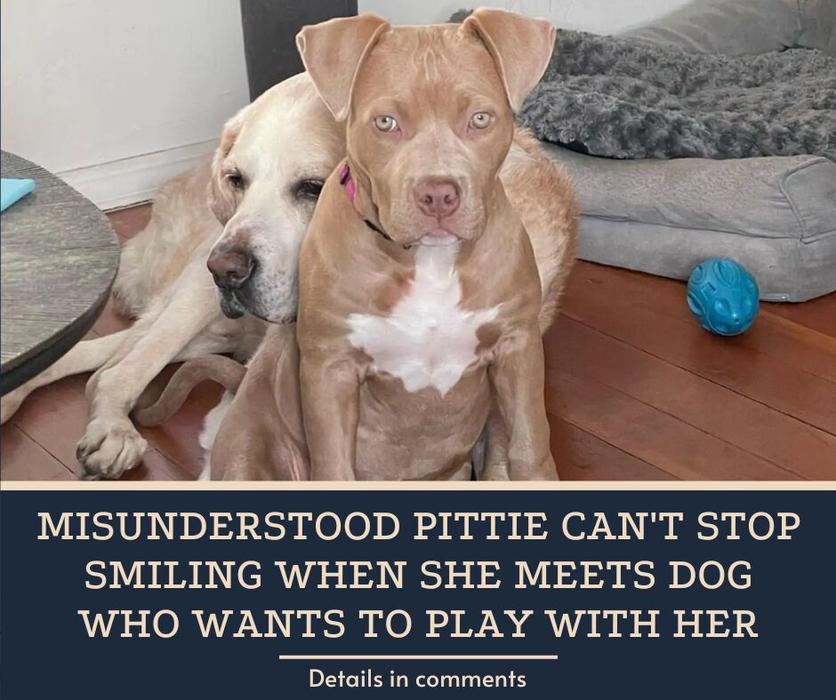 Misunderstood Pittie Can’t Stop Smiling When She Meets Dog Who Wants To Play With Her