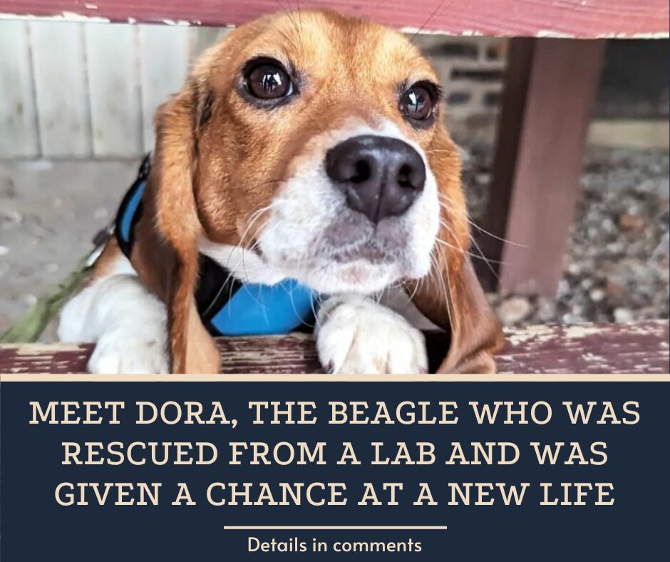 Meet Dora, The Beagle Who Was Rescued From A Lab And Was Given A Chance At A New Life