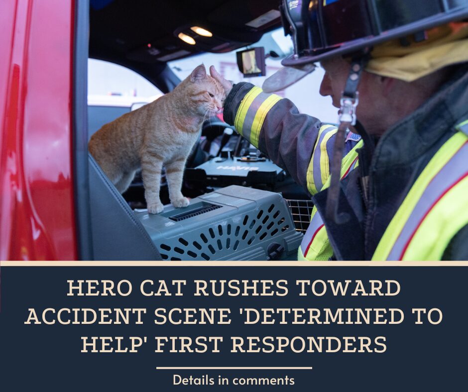 Hero Cat Rushes Toward Accident Scene ‘Determined To Help’ First Responders