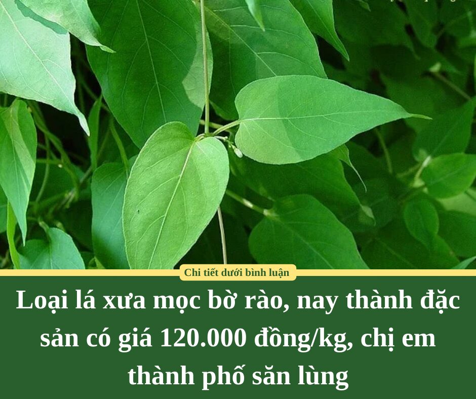 Loại lá xưa mọc bờ rào, nay thành đặc sản có giá 120.000 đồng/kg, chị em thành phố săn lùng