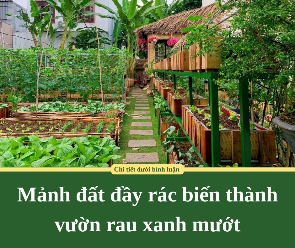 Mảnh đất đầy rác biến thành vườn rau xanh mướt