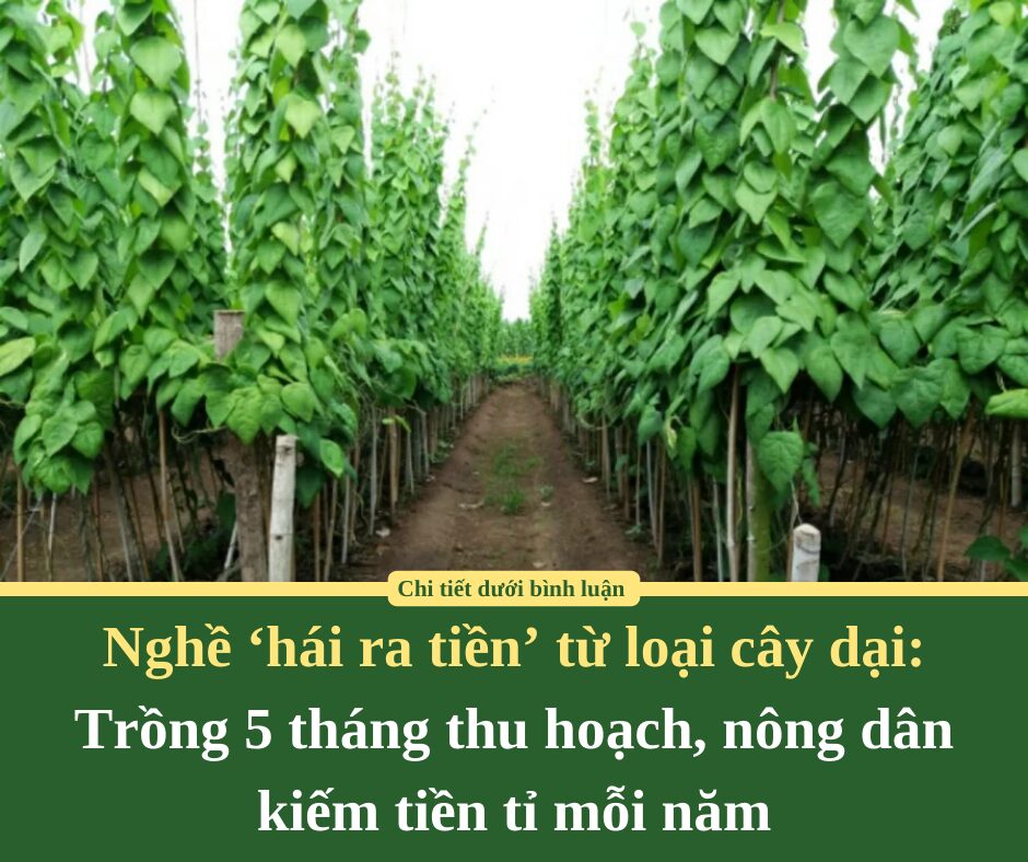 Nghề ‘hái ra tiền’ từ loại cây dại: Trồng 5 tháng thu hoạch, nông dân kiếm tiền tỉ mỗi năm