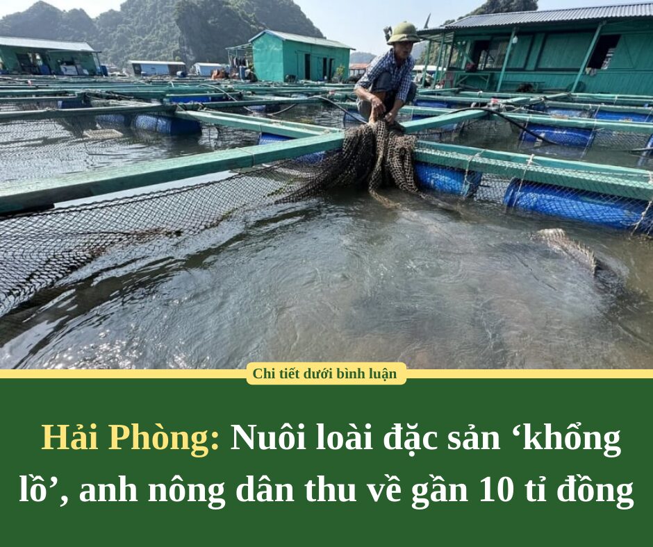 Nuôi loài đặc sản ‘khổng lồ’, anh nông dân thu về gần 10 tỉ đồng