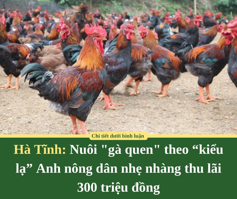 Nuôi “gà quen” theo “kiểu lạ”: Anh nông dân nhẹ nhàng thu lãi 300 triệu đồng