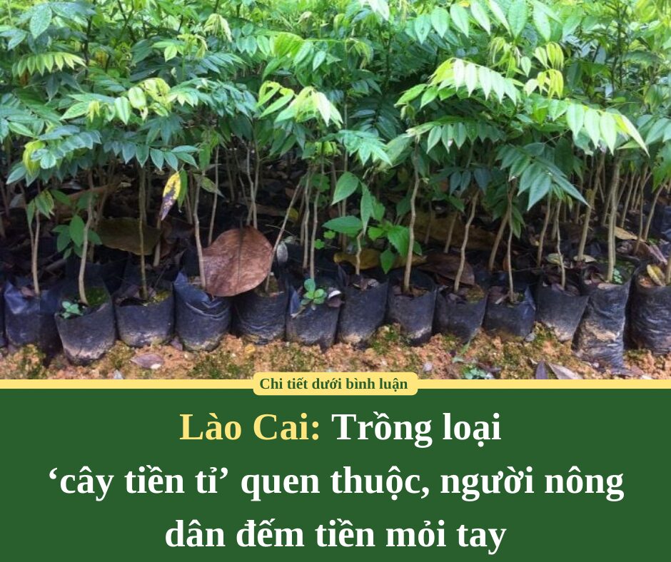 Trồng loại ‘cây tiền tỉ’ quen thuộc, người nông dân đếm tiền mỏi tay