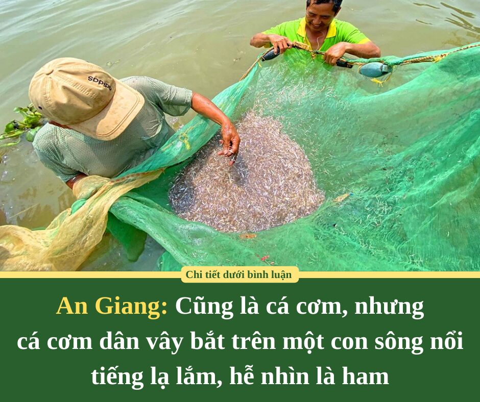 Cũng là cá cơm, nhưng cá cơm dân vây bắt trên một con sông nổi tiếng An Giang lạ lắm, hễ nhìn là ham