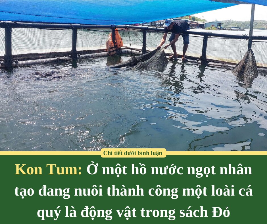 Ở một hồ nước ngọt nhân tạo của Kon Tum đang nuôi thành công một loài cá quý là động vật trong sách Đỏ