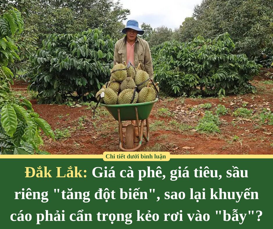 Giá cà phê, giá tiêu, sầu riêng “tăng đột biến” ở Đắk Lắk, sao lại khuyến cáo phải cẩn trọng kẻo rơi vào “bẫy”?