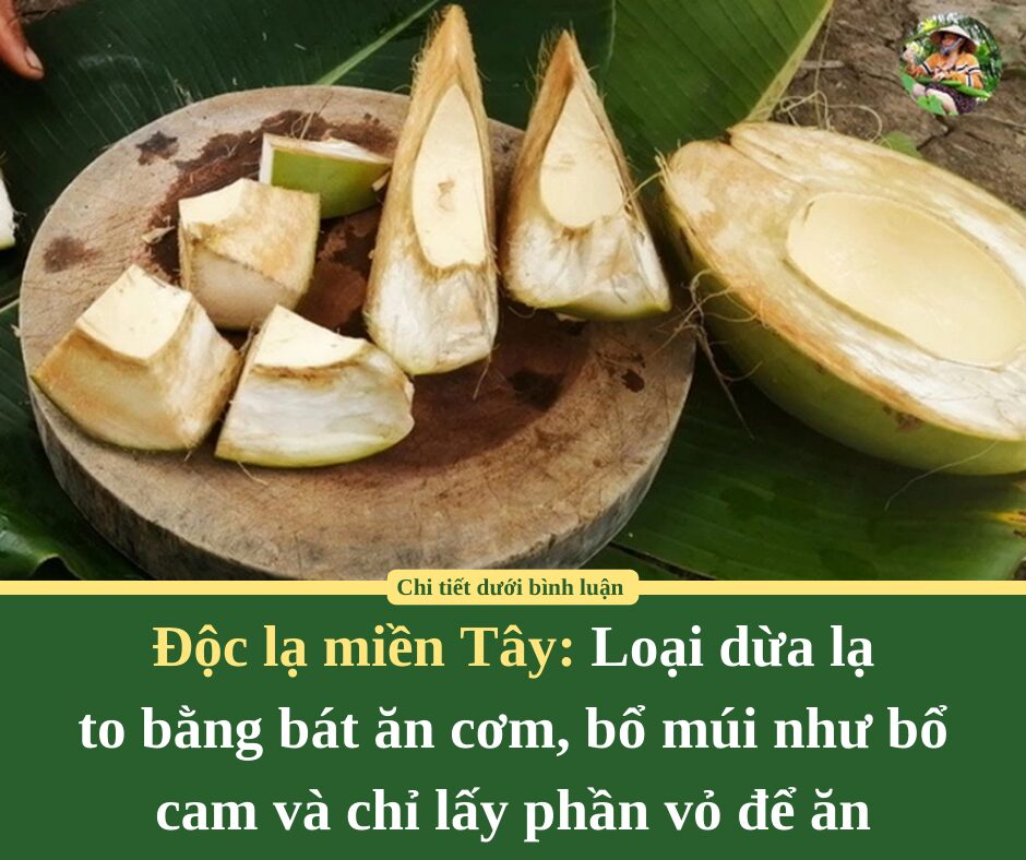 Độc lạ miền Tây: Loại dừa lạ to bằng bát ăn cơm, bổ múi như bổ cam và chỉ lấy phần vỏ để ăn