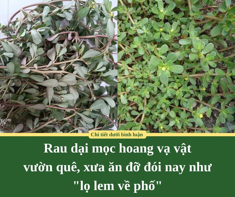 Rau dại mọc hoang vạ vật vườn quê, xưa ăn đỡ đói nay như “lọ lem về phố”