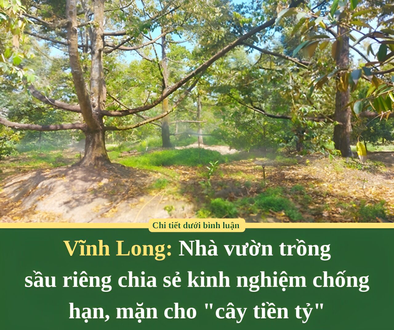 Nhà vườn trồng sầu riêng ở Vĩnh Long chia sẻ kinh nghiệm chống hạn, mặn cho “cây tiền tỷ”