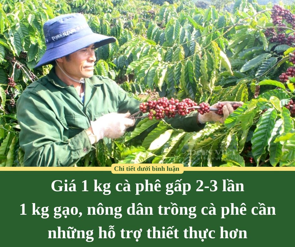 Giá 1 kg cà phê gấp 2-3 lần 1 kg gạo, nông dân trồng cà phê cần những hỗ trợ thiết thực hơn