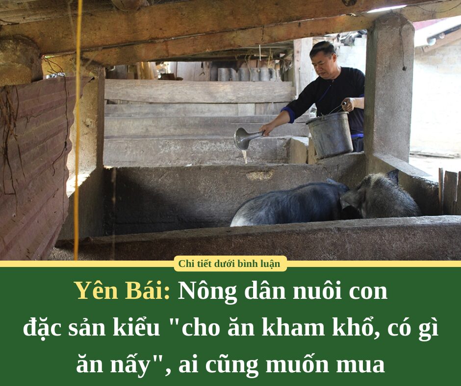 Ở nơi này của Yên Bái, nông dân nuôi con đặc sản kiểu “cho ăn kham khổ, có gì ăn nấy”, ai cũng muốn mua