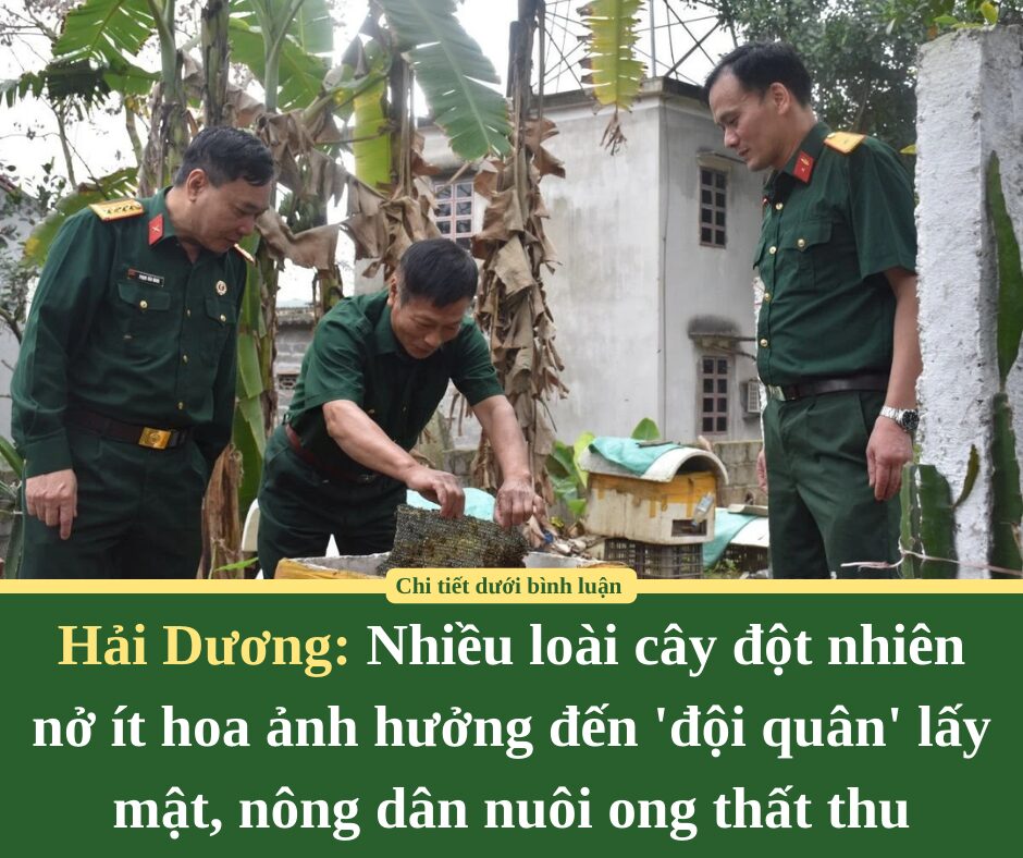 Nhiều loài cây đột nhiên nở ít hoa ảnh hưởng đến ‘đội quân’ lấy mật, nông dân nuôi ong ở Hải Dương thất thu