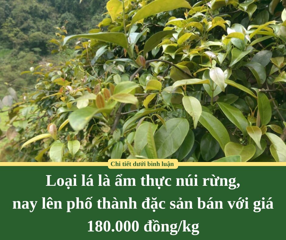 Loại lá là ẩm thực núi rừng, nay lên phố thành đặc sản bán với giá 180.000 đồng/kg