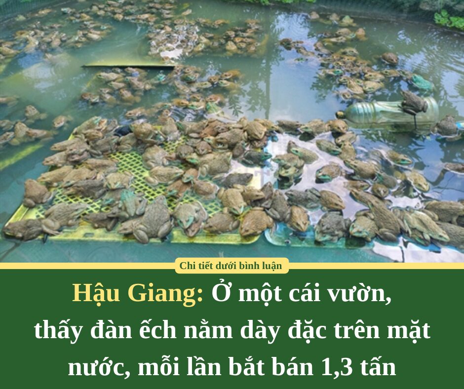 Hậu Giang: Ở một cái vườn,  thấy đàn ếch nằm dày đặc trên mặt nước, mỗi lần bắt bán 1,3 tấn