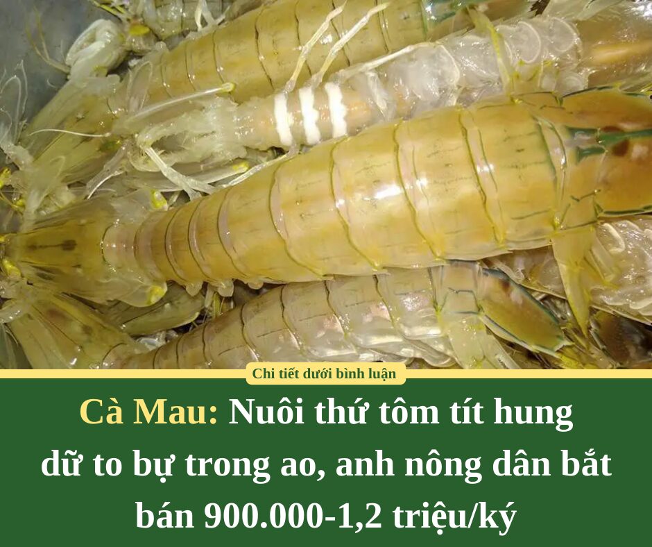 Nuôi thứ tôm tít hung dữ to bự trong ao, anh nông dân Cà Mau bắt bán 900.000-1,2 triệu/ký