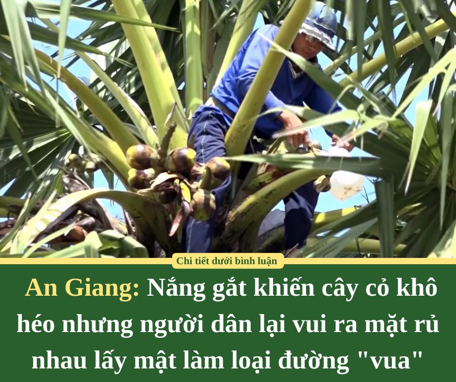 Nắng gắt khiến cây cỏ khô héo nhưng người dân An Giang lại vui ra mặt rủ nhau lấy mật làm loại đường “vua”