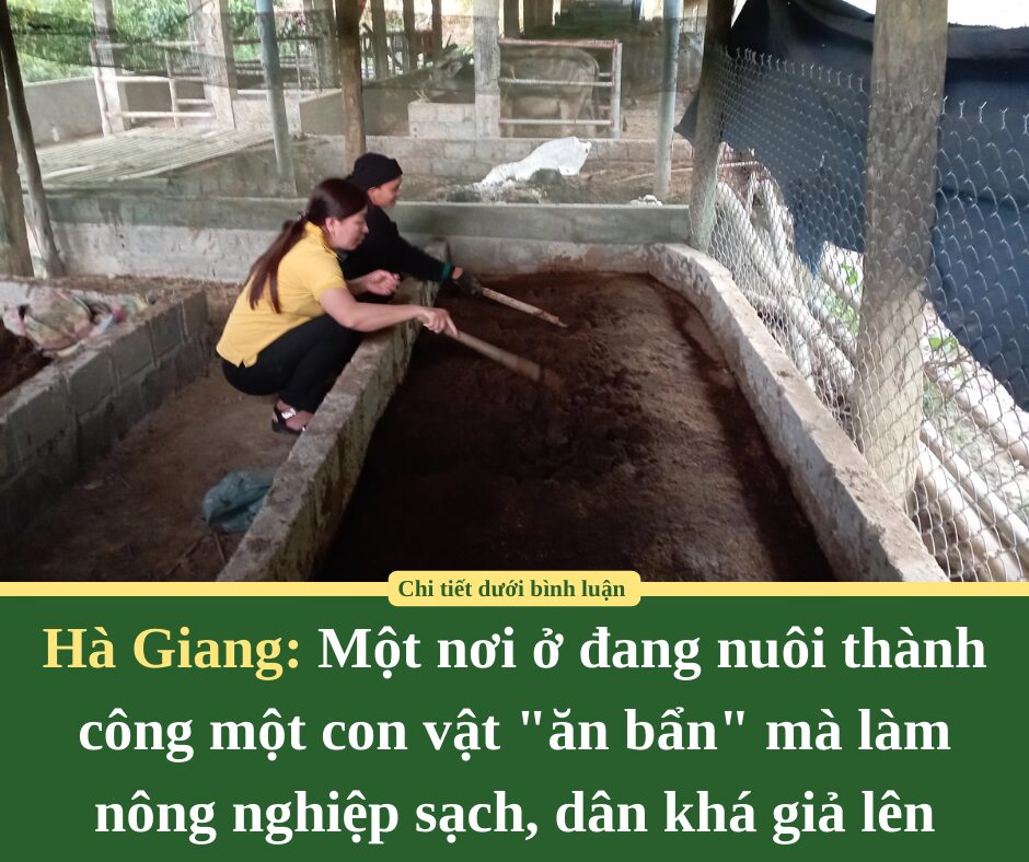 Một nơi ở Hà Giang đang nuôi thành công một con vật “ăn bẩn” mà làm nông nghiệp sạch, dân khá giả lên