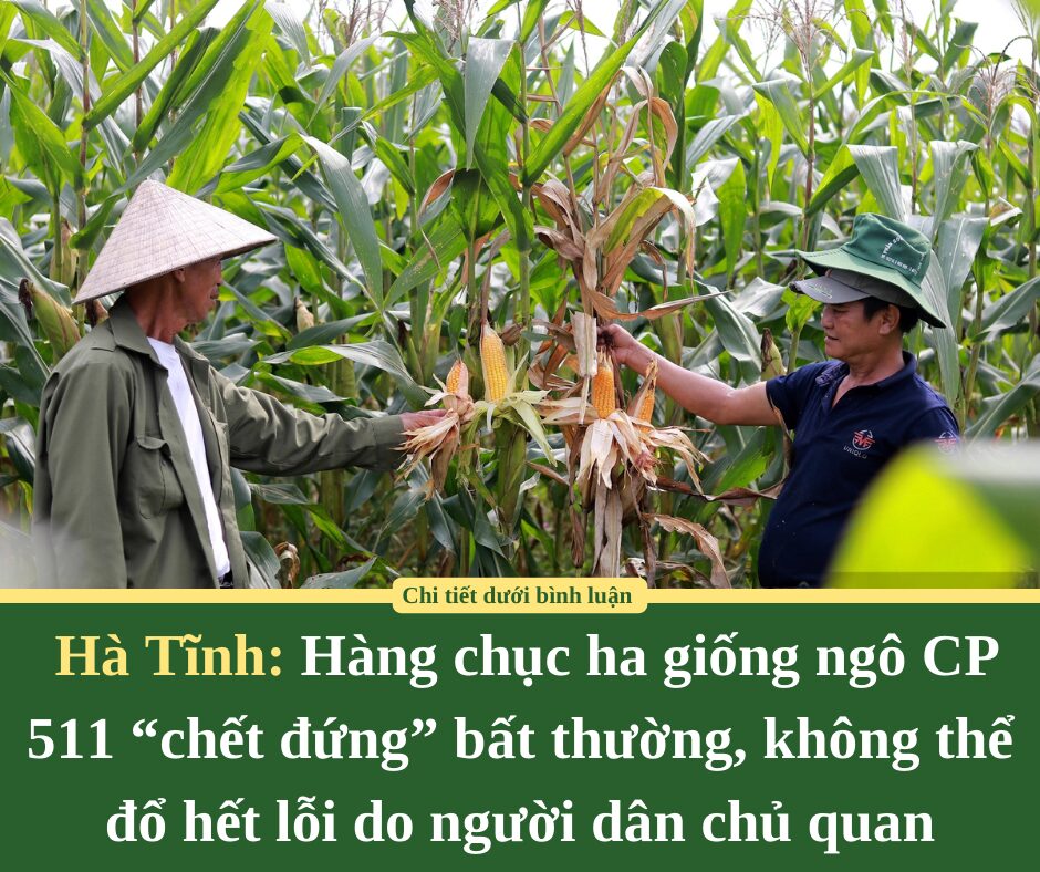 Hàng chục ha giống ngô CP 511 “chết đứng” bất thường ở Hà Tĩnh: Không thể đổ hết lỗi do người dân chủ quan